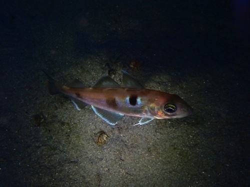 Foto de Eglefino (Melanogrammus aeglefinus)