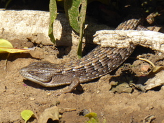 Elgaria multicarinata webbii
