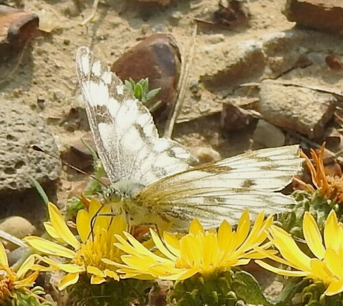 Western White