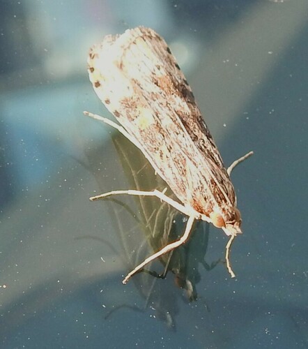 Lucerne Moth