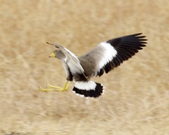 African Wattled Lapwing photo 6