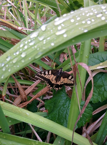 Papilio machaon