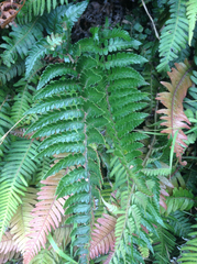 Polystichum wawranum