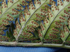 Polystichum wawranum