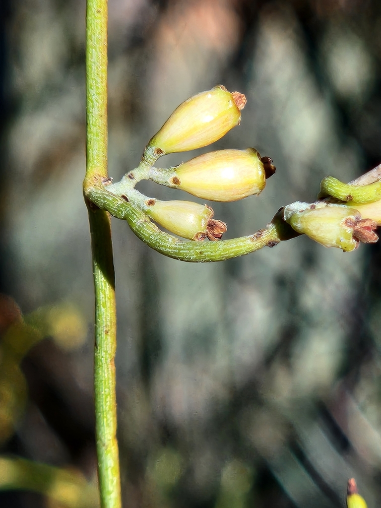 Cassytha flindersii