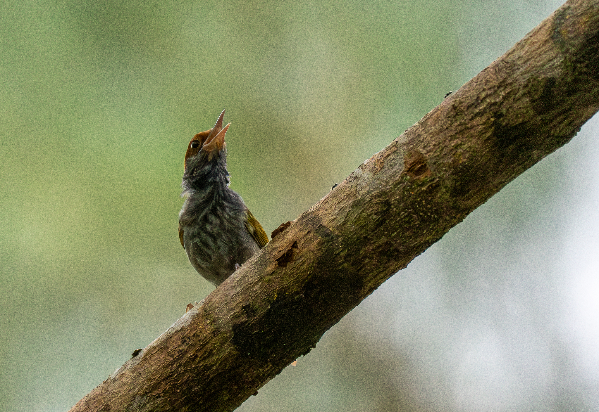 Grey-backed Tailorbird (Orthotomus derbianus), photo 7