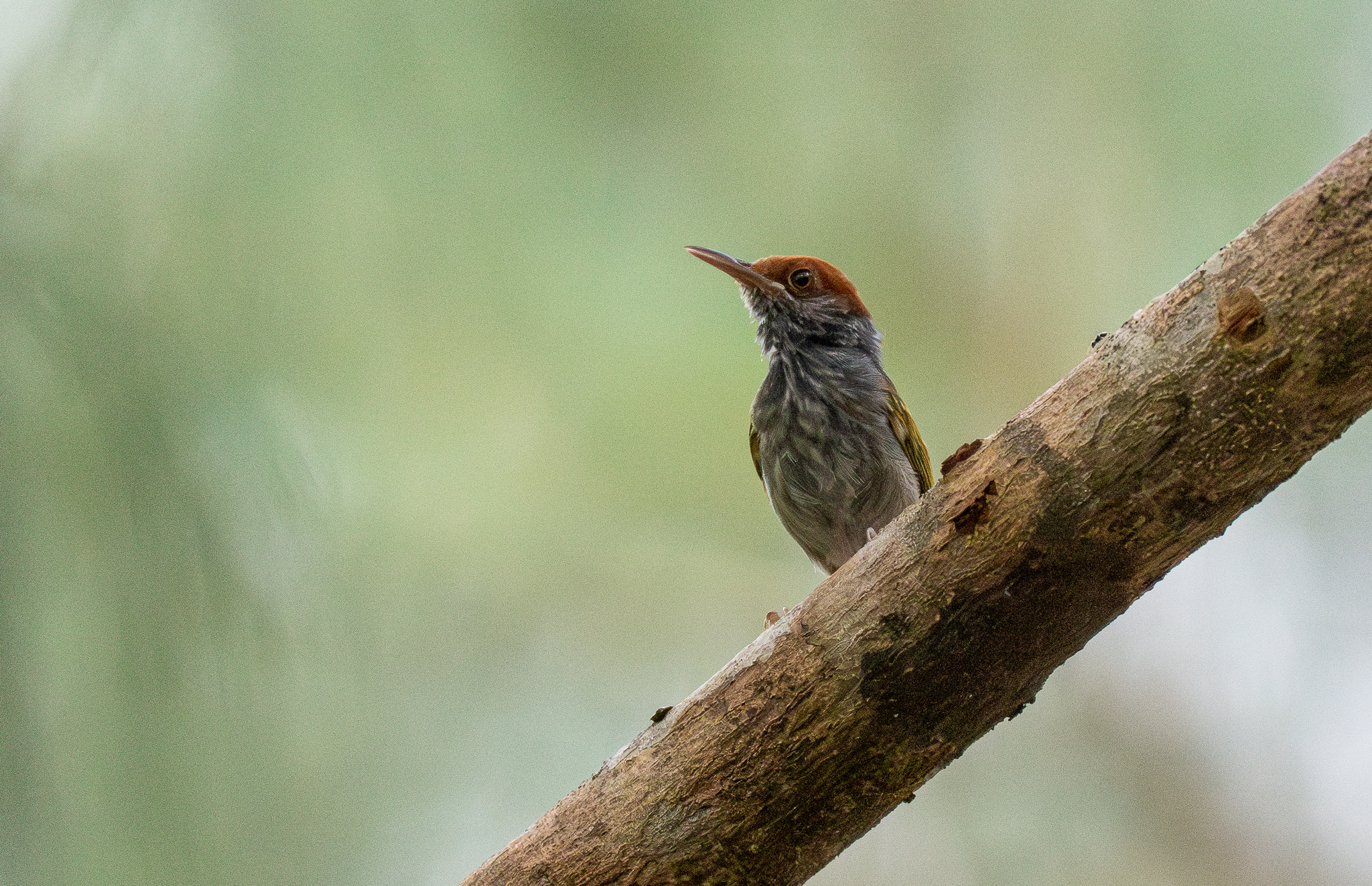 Grey-backed Tailorbird (Orthotomus derbianus), photo 8