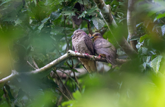 Amethyst Brown-Dove photo 4