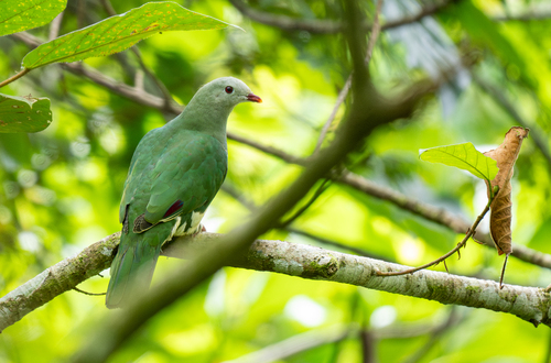 Cream-breasted Fruit Dove (Ramphiculus merrilli), photo 10