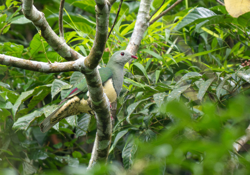 Cream-breasted Fruit Dove (Ramphiculus merrilli), photo 7