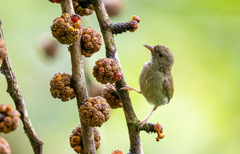 Buzzing Flowerpecker photo 3
