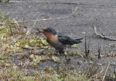 Hirundo domicola