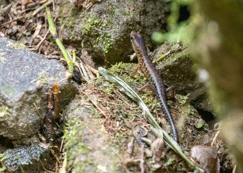 Filipino skink, Pinoyscincus jagori