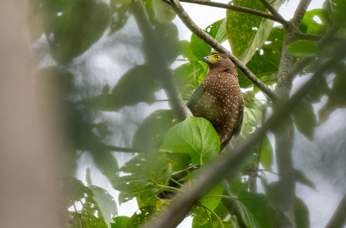 Philippine Serpent Eagle (Spilornis holospilus), photo 7