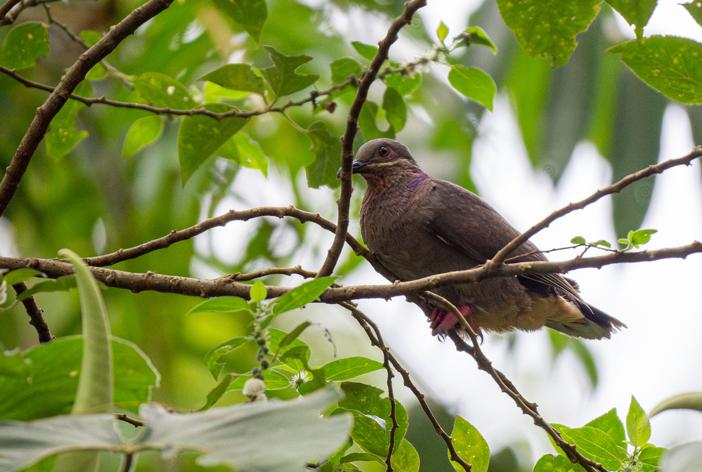 Amethyst Brown-Dove