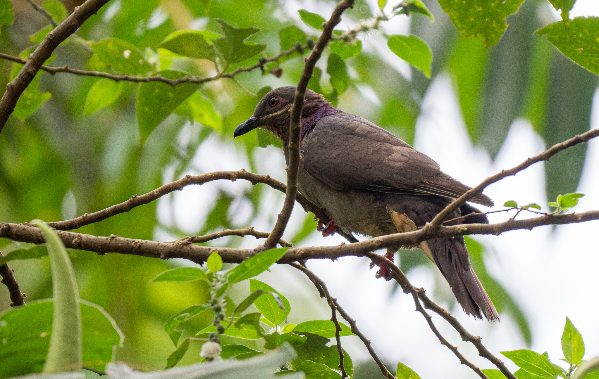 Amethyst Brown Dove (Phapitreron amethystinus), photo 7