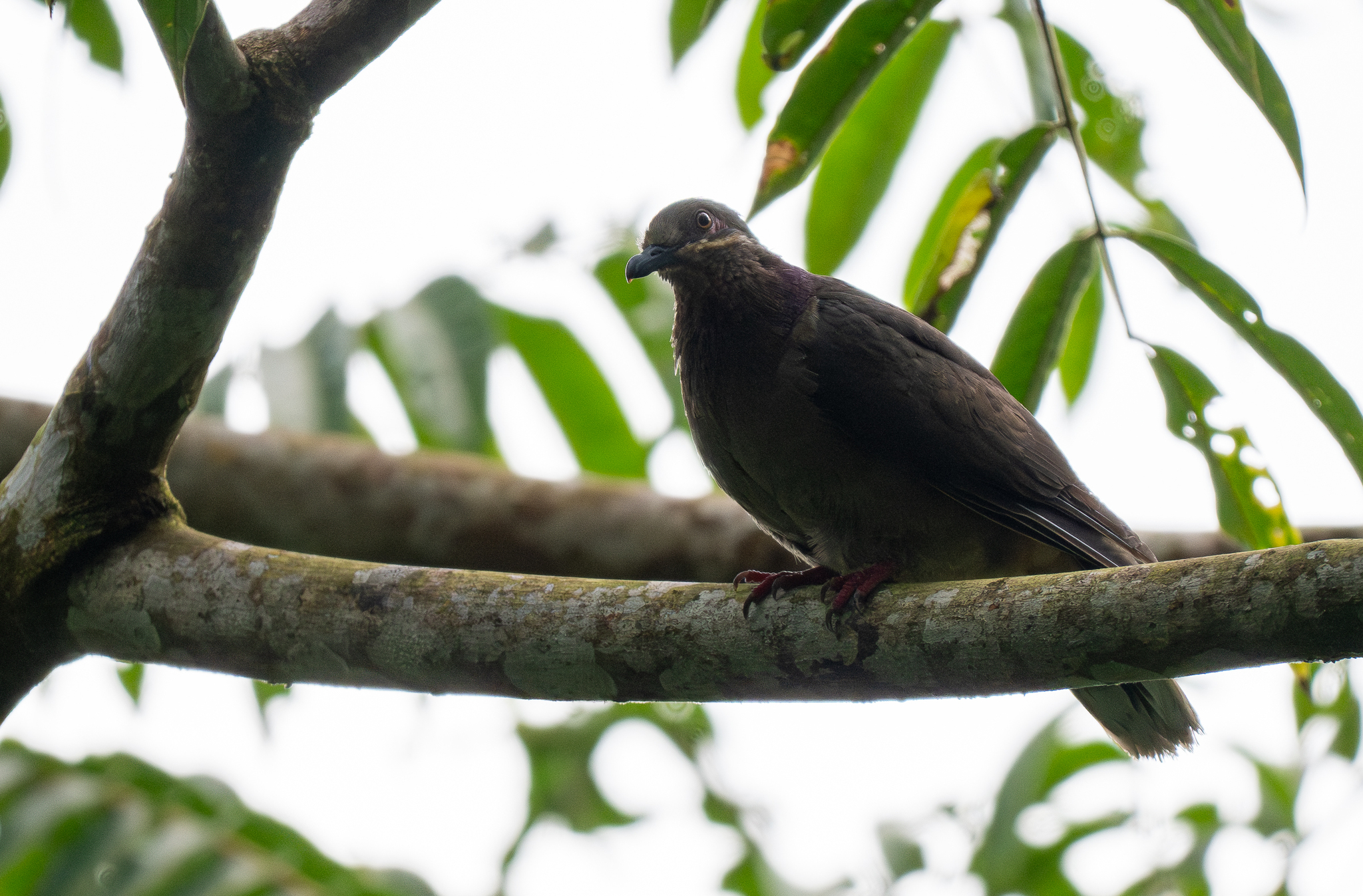 Amethyst Brown Dove (Phapitreron amethystinus), photo 8