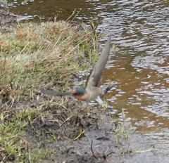 Hirundo domicola