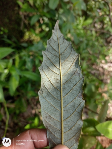 Quercus vicentensis