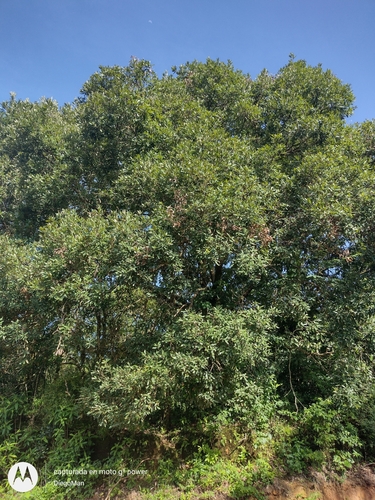 Quercus vicentensis