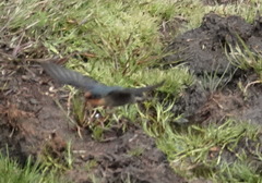 Hirundo domicola
