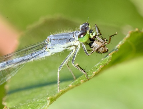 Eastern Forktail photographed in Vermont