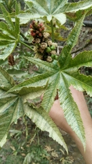 Ricinus communis