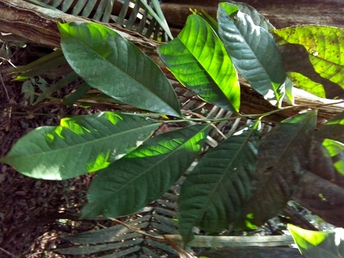 Humiriaceae image