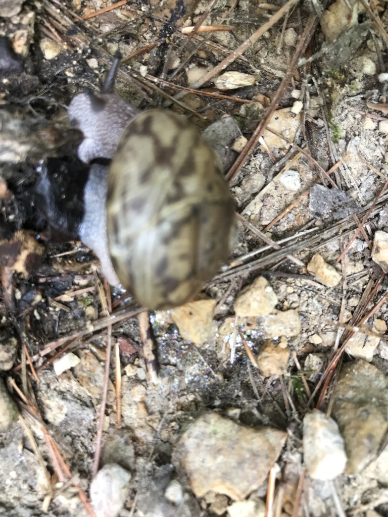 Globose dome snail from cherokee national forest hampton tn us on