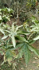 Ricinus communis