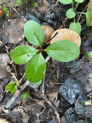 Gaultheria procumbens image