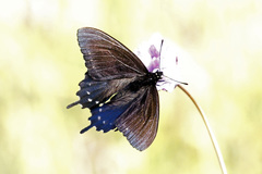 Battus philenor hirsuta