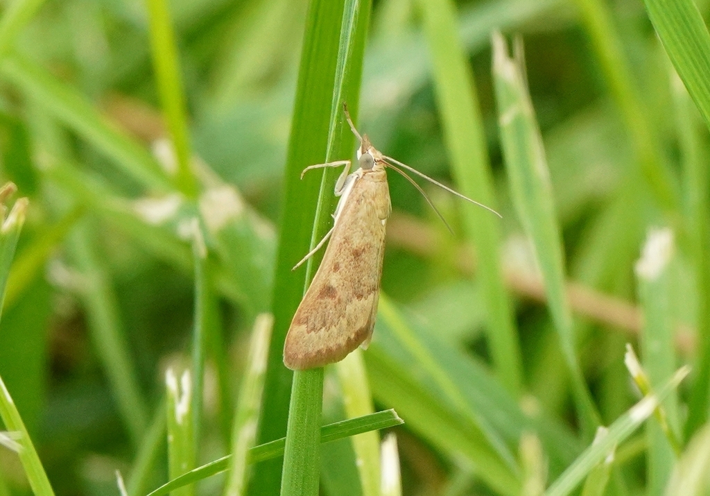 Garden Webworm Moth from Tule Springs, Las Vegas, NV, USA on September ...