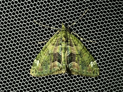 Chloroclysta siterata