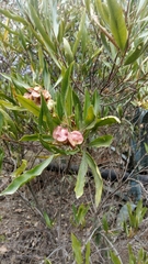 Dodonaea viscosa