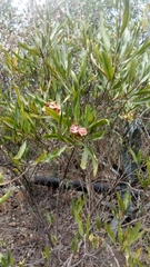 Dodonaea viscosa