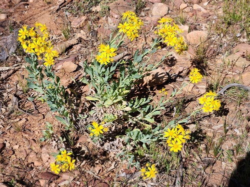 Senecio magnificus