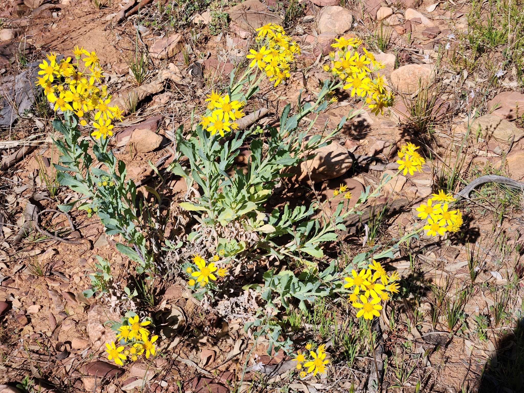 Senecio magnificus