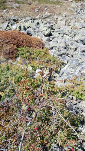 Spiraea alpina, photograph 2