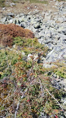Spiraea alpina, photograph (c) Urgamal Magsar, some rights reserved (CC BY)