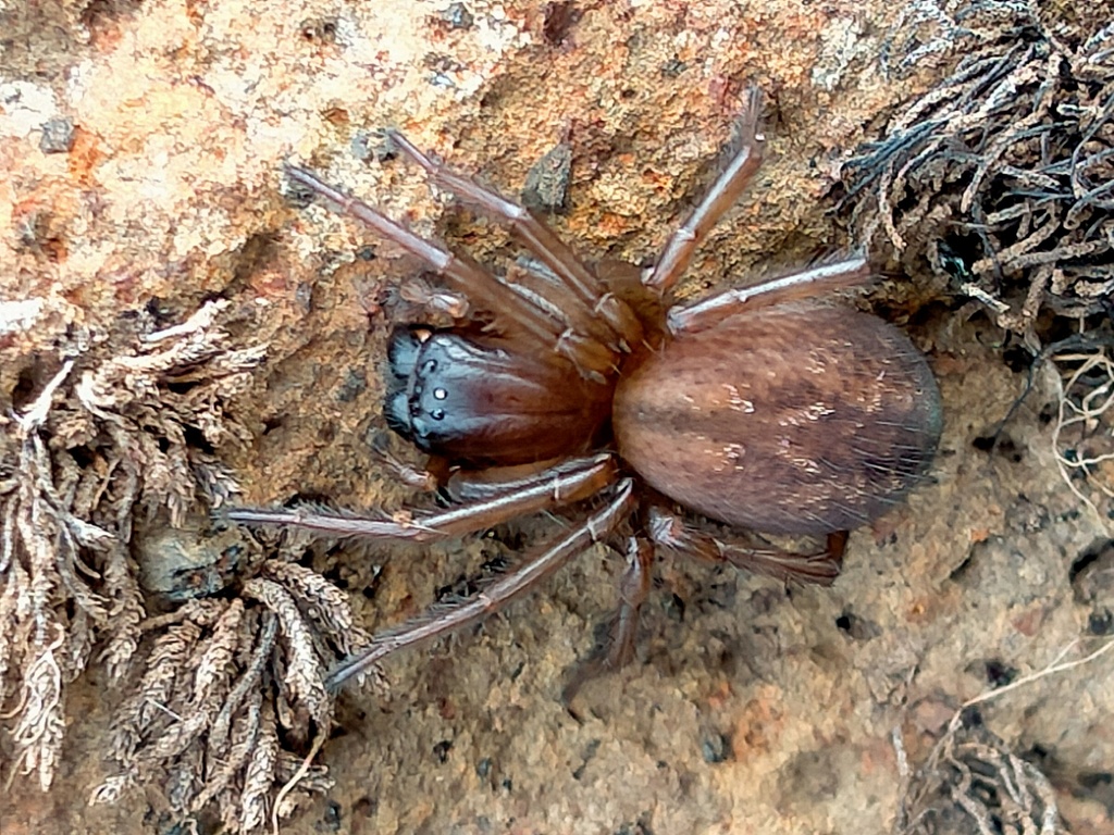 Neoramia crucifera