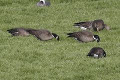 Branta hutchinsii leucopareia