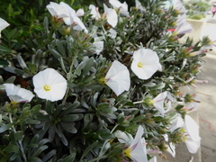 Convolvulus cneorum