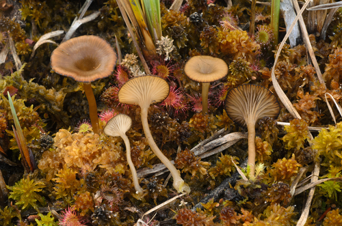 Arrhenia philonotis