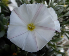 Convolvulus cneorum