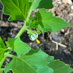 Solanum physalifolium var. nitidibaccatum