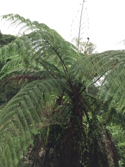 Sphaeropteris glauca