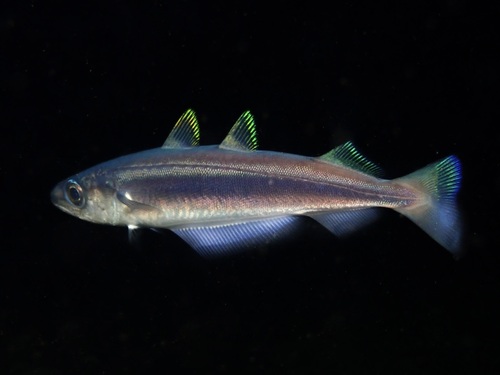 Representative image of Micromesistius poutassou