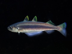 Blue Whiting photo 1