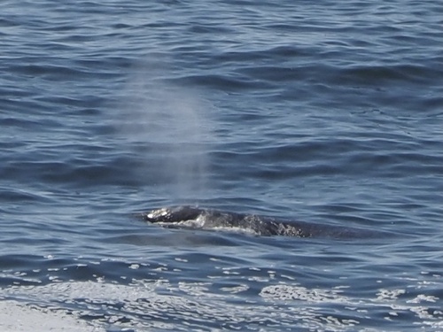 Grey Whale photographed in Oregon